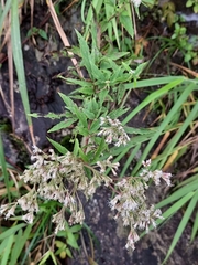Eupatorium formosanum