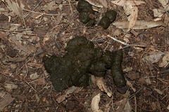 Mammalia