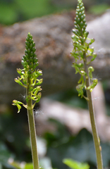 Neottia ovata