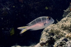 Monotaxis heterodon
