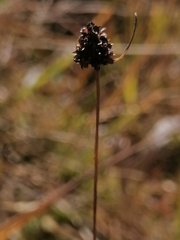 Luzula multiflora sibirica
