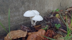 Leucocoprinus cepistipes