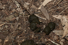 Mammalia