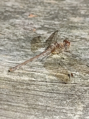 Sympetrum striolatum