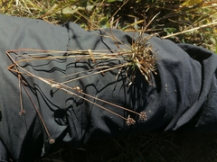 Luzula multiflora sibirica