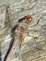 Sympetrum striolatum