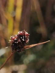 Luzula multiflora sibirica