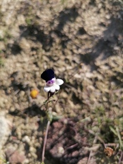 Nemesia barbata