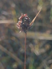Luzula multiflora sibirica