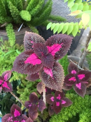 Coleus scutellarioides