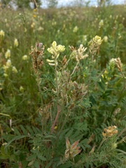 Oxytropis pilosa