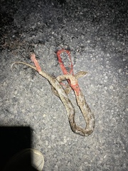 Pantherophis emoryi