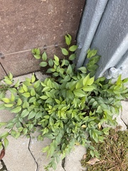 Ulmus pumila