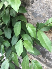 Moraceae