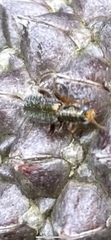Lemidia subaenea