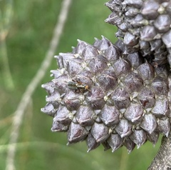 Lemidia subaenea