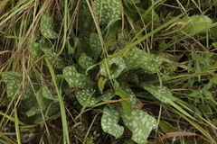 Pulmonaria officinalis