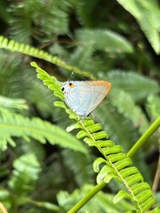 Hypolycaena erylus