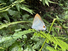 Hypolycaena erylus