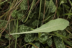 Pulmonaria officinalis