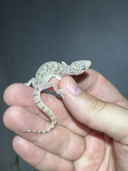 Hemidactylus parvimaculatus