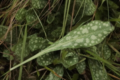 Pulmonaria officinalis