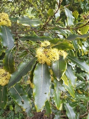 Pittosporum eugenioides