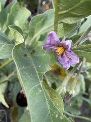 Solanum melongena
