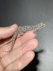 Hemidactylus parvimaculatus