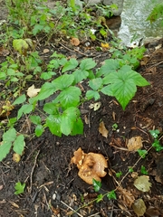 Rubus fruticosus