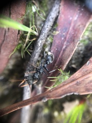 Myrmecia