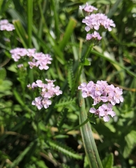 Achillea aspleniifolia