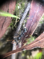 Myrmecia