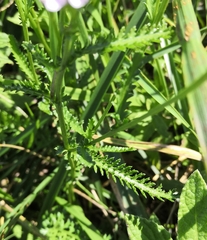 Achillea aspleniifolia