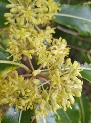 Pittosporum eugenioides