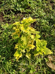 Coleus
