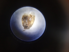 Deraeocoris lutescens