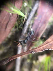 Myrmecia