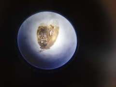 Deraeocoris lutescens