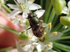 Stomorhina obsoleta