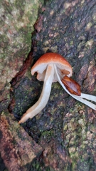 Leratiomyces ceres