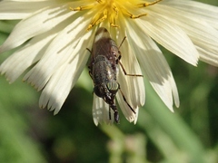 Stomorhina obsoleta
