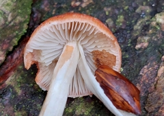 Leratiomyces ceres