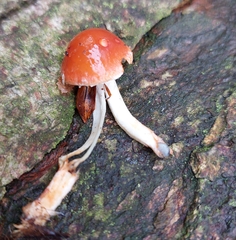 Leratiomyces ceres