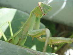 Tenodera sinensis