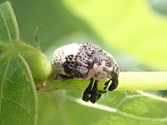 Sternuchopsis trifida
