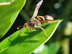 Polistes snelleni