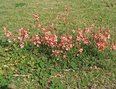 Indigofera sinusalgoae