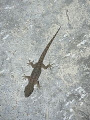 Hemidactylus parvimaculatus