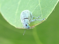 Eugnathus distinctus